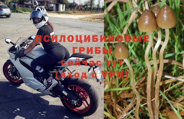 прущие грибы Алзамай